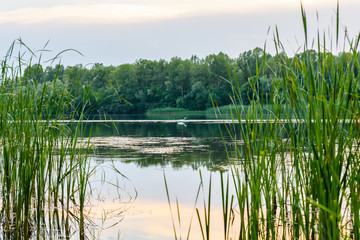 Great egret (ardea alba) on a river Dnieper