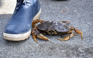 Dungeness crab walking on cement beside a colorful blue rubber boot.  Theme is crabbing and fishing for seafood. 