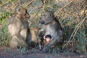 Bärenpavian / Chacma Baboon / Papio ursinus..