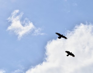 Two ravens silhouetted against blue sky and scattered clouds, gliding, wings spread.