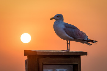 A beautiful seagull enjoys the sunset on the coast of Wales.