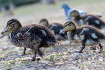 Niedliche kleine K&uuml;ken unterwegs mit ihrer Mutter am Muttertag