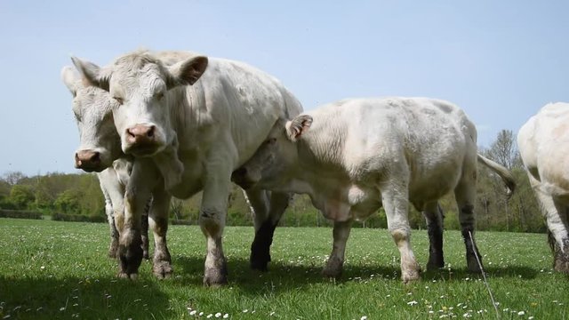 Charolais cows in the field in Burgundy (France)