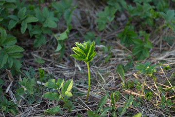 goutweed