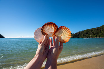 Scallop shells on the beach in the Abel Tasman National Park, New Zealand