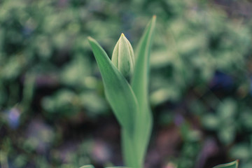 Unblown bud of a tulip on a green background. Succulent spring flowers. Fresh greens
