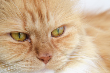 Fototapeta premium muzzle red fluffy cat. close-up.