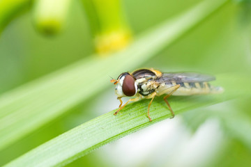 Syrphe dans l'herbe