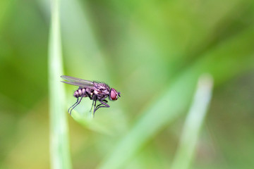 Mouche sur une brindille verte