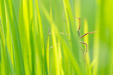 Araignée derrière une brindille d'herbe