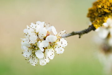 Boule de fleurs au printemps