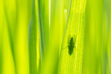 Mouche derrière une brindille