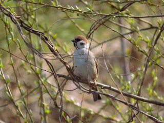 The bird sits on a tree branch in the forest.The bird sings.Sitting on a branch.Bird posing.