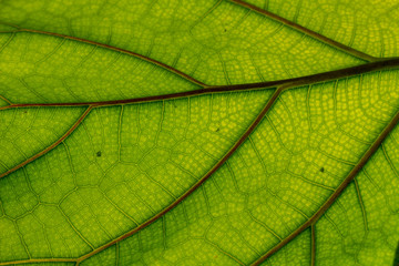 Fototapeta na wymiar close uo of a leafs veins 