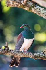 A New Zealand wood pigeon, known as a Kereru in Maori