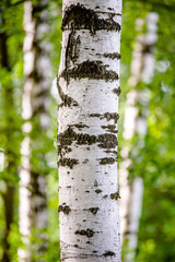 Birch trunk in the forest shot close-up