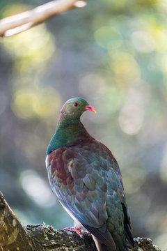 A New Zealand wood pigeon, known as a Kereru in Maori