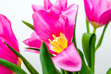 Fototapeta premium Bouquet of pink tulips on white background