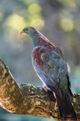 A New Zealand wood pigeon, known as a Kereru in Maori