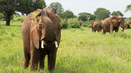 Fototapeta na wymiar Herd of african bush elephants (Loxodonta Africana) in the Tarangire National Park in Tanzania.
