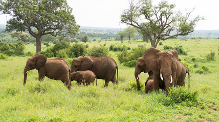 Herd of african bush elephants  (Loxodonta Africana) in the Tarangire National Park in Tanzania.