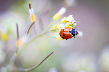 Coccinelle sur une fleur au printemps