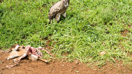  Group of Rüppell's griffon vultures (Gyps rueppelli) feeding on a gazelle / antelope alongside a dirt road.
