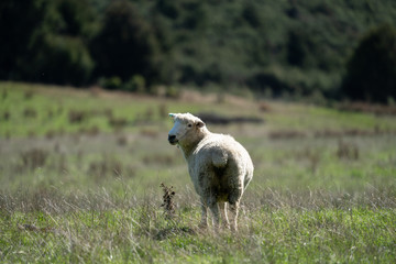 Naklejka na ściany i meble Sheep grazing in a field in New Zealand