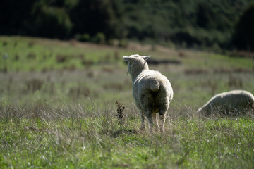 Fototapeta premium Sheep grazing in a field in New Zealand
