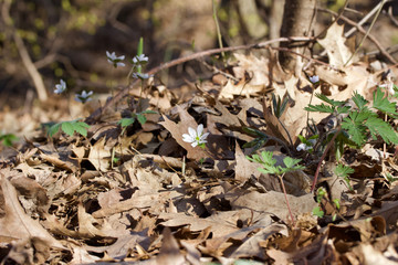 Close up view of native wood anemone wildflowers growing in their natural woodland habitat