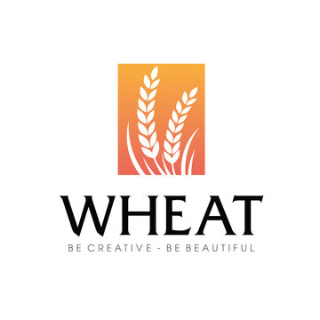 Wheat rice agriculture logo Inspiration vector