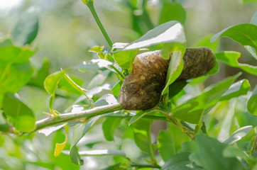 Slug Among Tree Foliage 