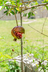 Burst Ripe Pomegranate