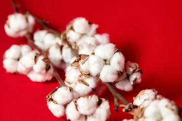 Сotton plant. Stem with natural white fluffy cotton flowers on red background
