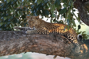 Leopard / Leopard / Panthera pardus.