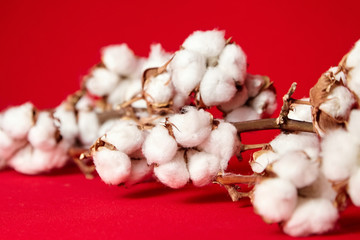 Сotton plant. Stem with natural white fluffy cotton flowers on red background