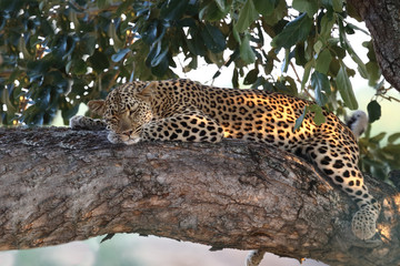 Leopard / Leopard / Panthera pardus.