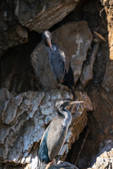 New Zealand Spotted Shag bird on a rock