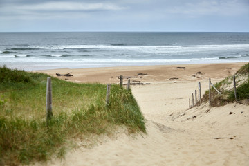 Sandy beach on the Bay of Biscay, landscape of the Atlantic coast of France. French Silver Coast. Mesh fencing with wooden posts and grass