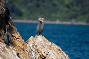 New Zealand Spotted Shag bird on a rock