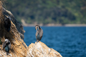 New Zealand Spotted Shag bird on a rock