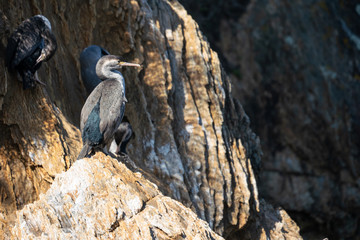 New Zealand Spotted Shag bird on a rock