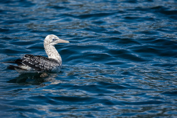 A young mottled coloured Gannet bird