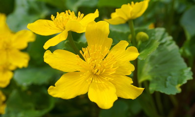 Bright yellow Caltha flowers on green leaves background close up. Caltha palustris, known as marsh-marigold and kingcup flowers.