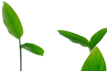 Close up water plant leaves on white isolated background for green foliage backdrop