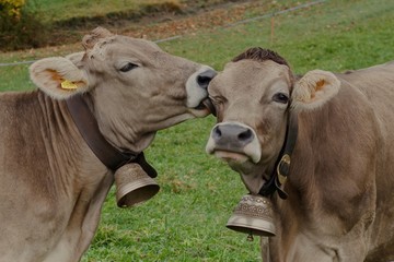 happy cows in switzerland