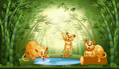 Obraz na płótnie Canvas Lion in bamboo forest