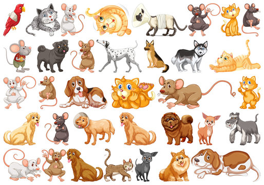 Set of differents pets