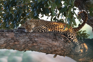 Leopard / Leopard / Panthera pardus.