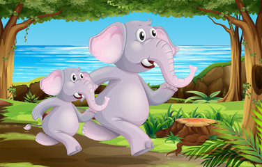 Elephants in nature scene
